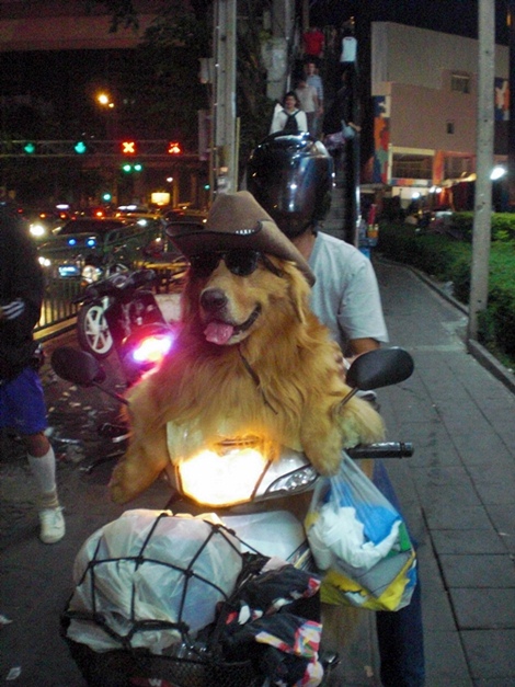 dog on a motorbike bangkok