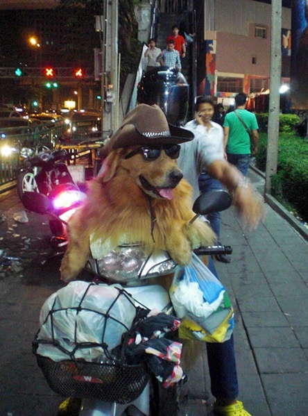 motorbike dog 2