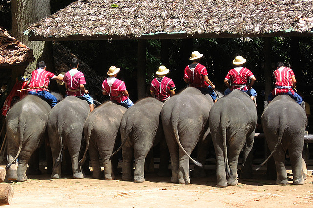 Elephants at a Chiang Mai elephant camp - Copyright spotter_nl, Creative Commons License