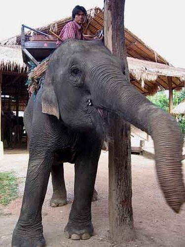 Thai elephant at an elephant camp for tourists in Chiang Mai.