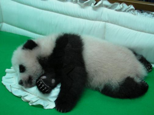 lin bing baby panda at chiang mai zoo