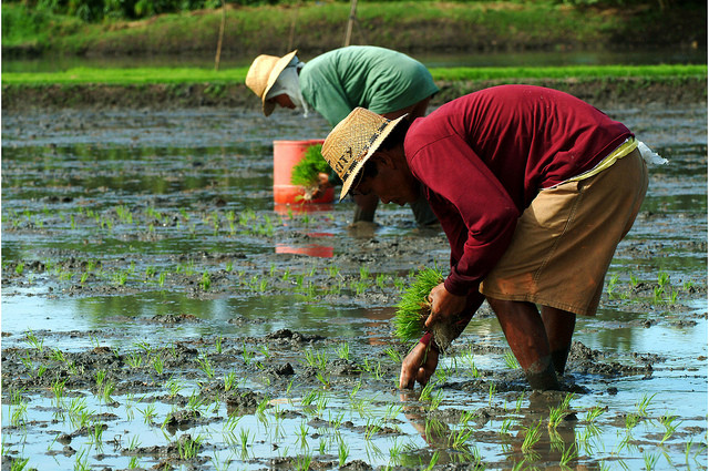Farmers planting rice - photo copyright IRRI Images, Creative Commons License