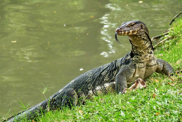 monitor lizard thailand