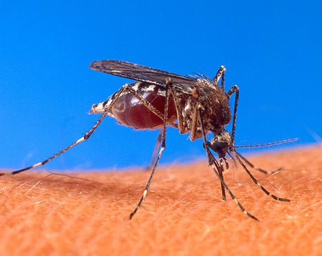 dengue fever mosquito
