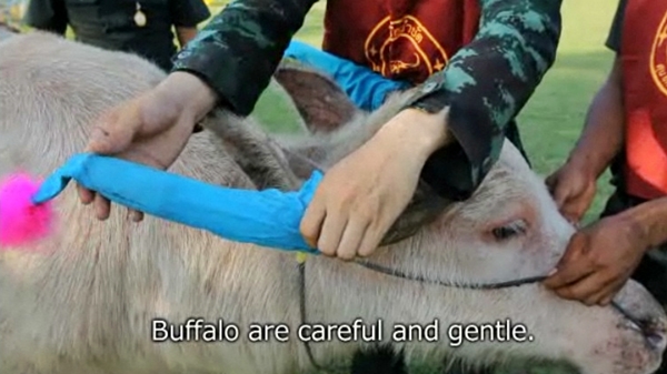 buffalo therapy autistic kids thailand