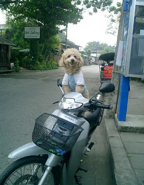 This little guy won't be allowed in Bangkok's new dog park -- he's not on a leash.