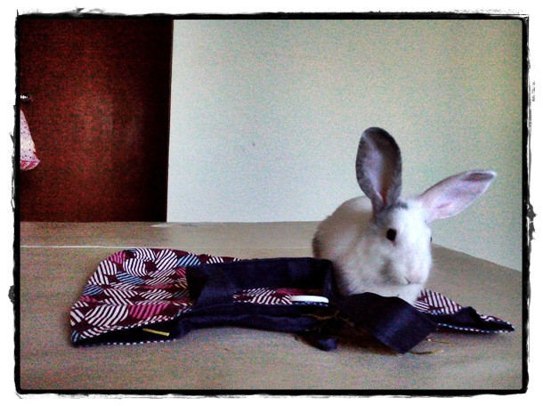 Minnie Mop the Thai rabbit