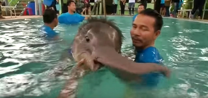 baby-thai-elephant-injured-leg-swimming-pool