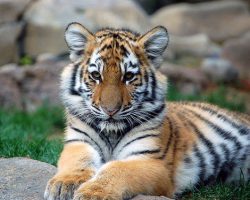tiger cub in suitcase bangkok