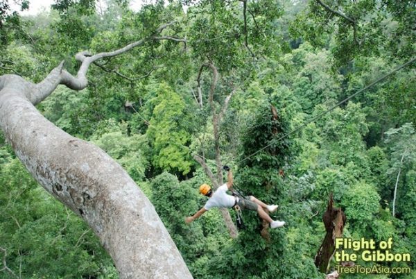 flight of the gibbon thailand