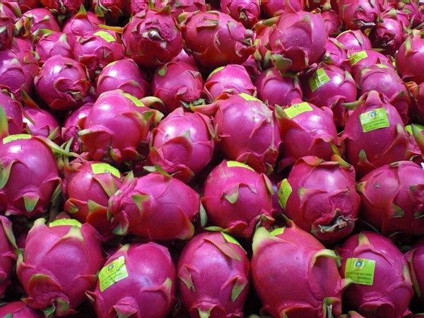 dragon fruit