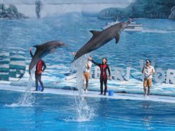 dolphinshow