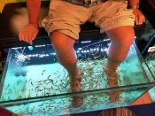 fish pedicure thailand