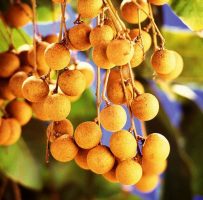 longan