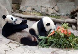 pandas chiang mai zoo