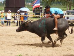 buffalo race thailand