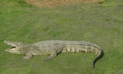 Siamese_Crocodile