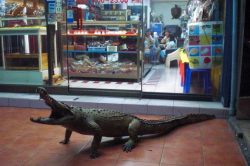crocodile bangkok