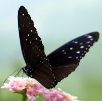 butterfly thailand