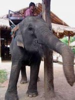 elephant and mahout
