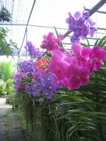 chiang mai orchids