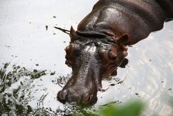dusit zoo hippo