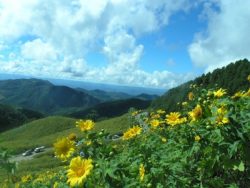 mae hong son flowers