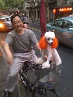 shanghai poodle