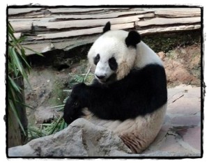 lin ping chiang mai zoo