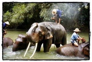 elephant bath thailand