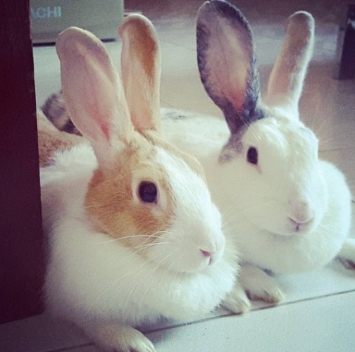 rabbits