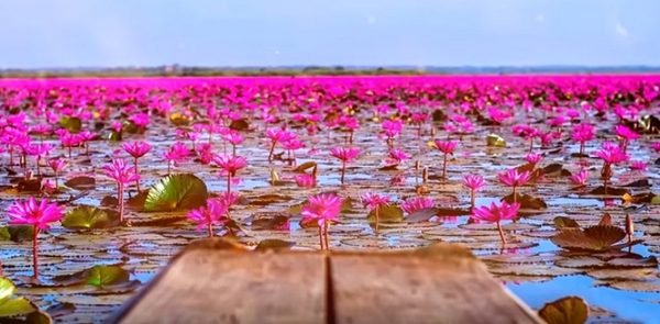 talay-bua-daeng-thailand