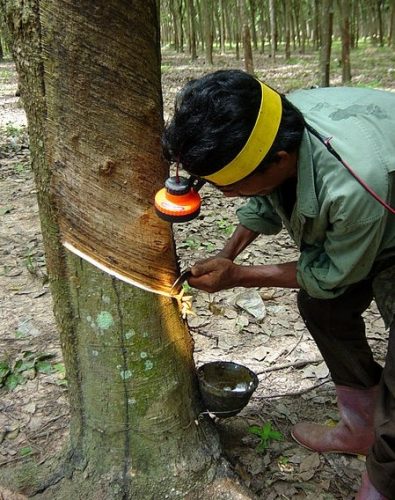 rubber tapping
