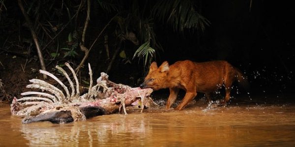 wildlife khao yai