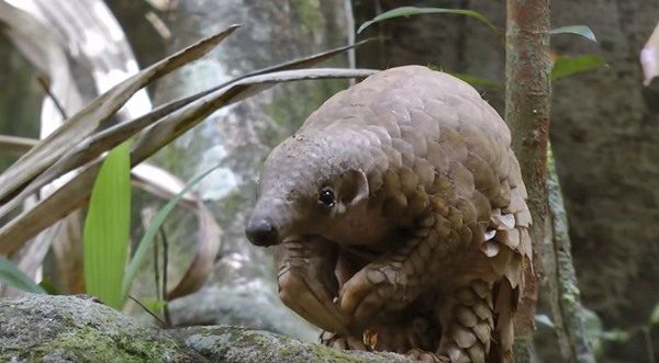 Pangolins smuggled in Thailand