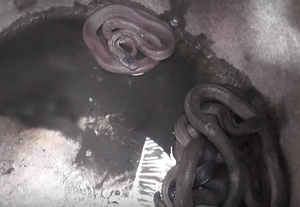 deadly Thai snakes