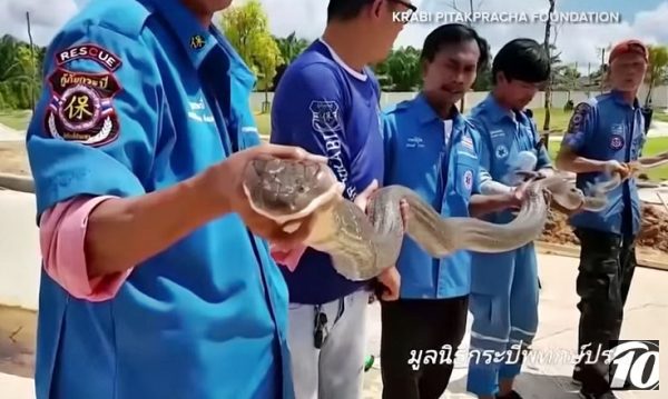 4 meter long snake in Krabi housing estate