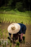 Thai rice farmer