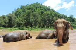 Elephants at a Thai national park