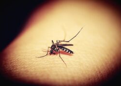 mosquito thailand