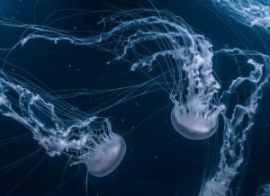 boy killed by box jellyfish in thailand