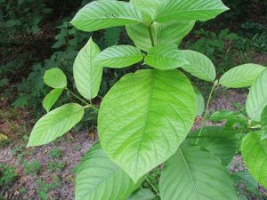 kratom leaf